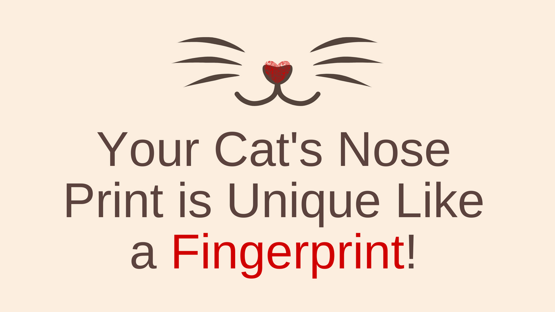 Did You Know? Your Cat's Nose Print Is as Unique as a Human Fingerprint!