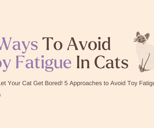 A closer look at Fatigue In Cats List