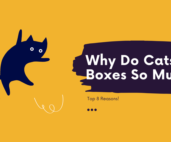 Why do cats love boxes so much? – Mori Cat
