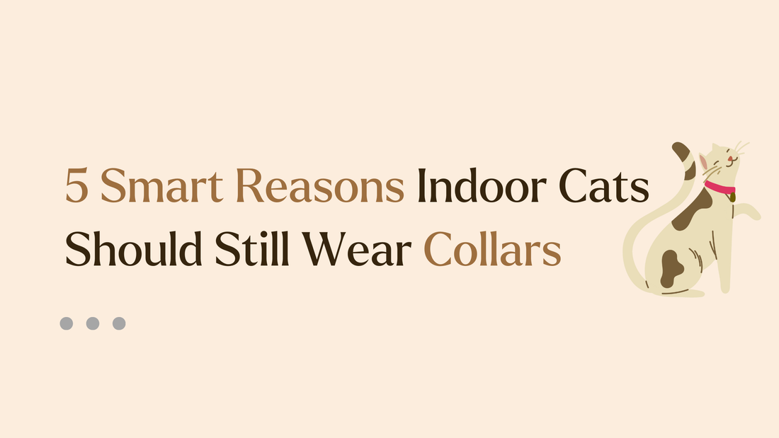 Why Indoor Cats Still Need Collars Especially in the City