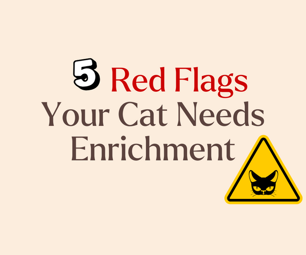 View of 5 Behavior Clues Your Cat Needs Mental Stimulation – Mori Cat