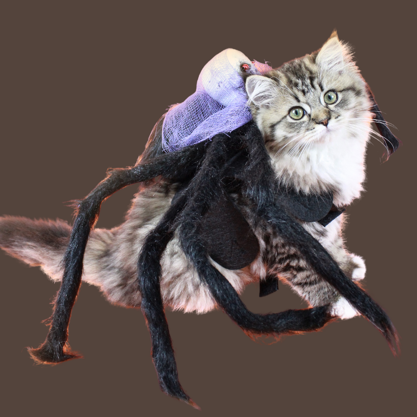 Halloween Spider with Head Scarf Pet Costume