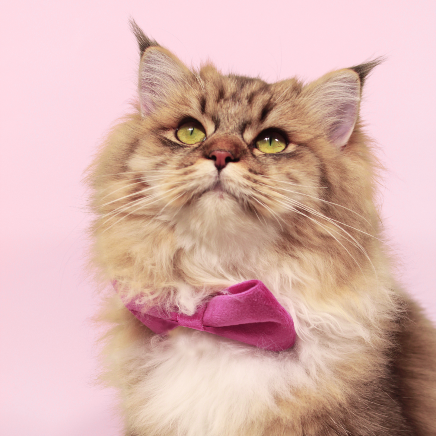 Modular Cat Collar with Bright Pink Velvet Bow