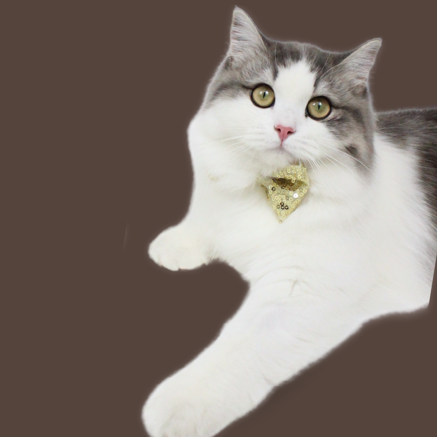 Silver Sequins Bow Tie for Pets