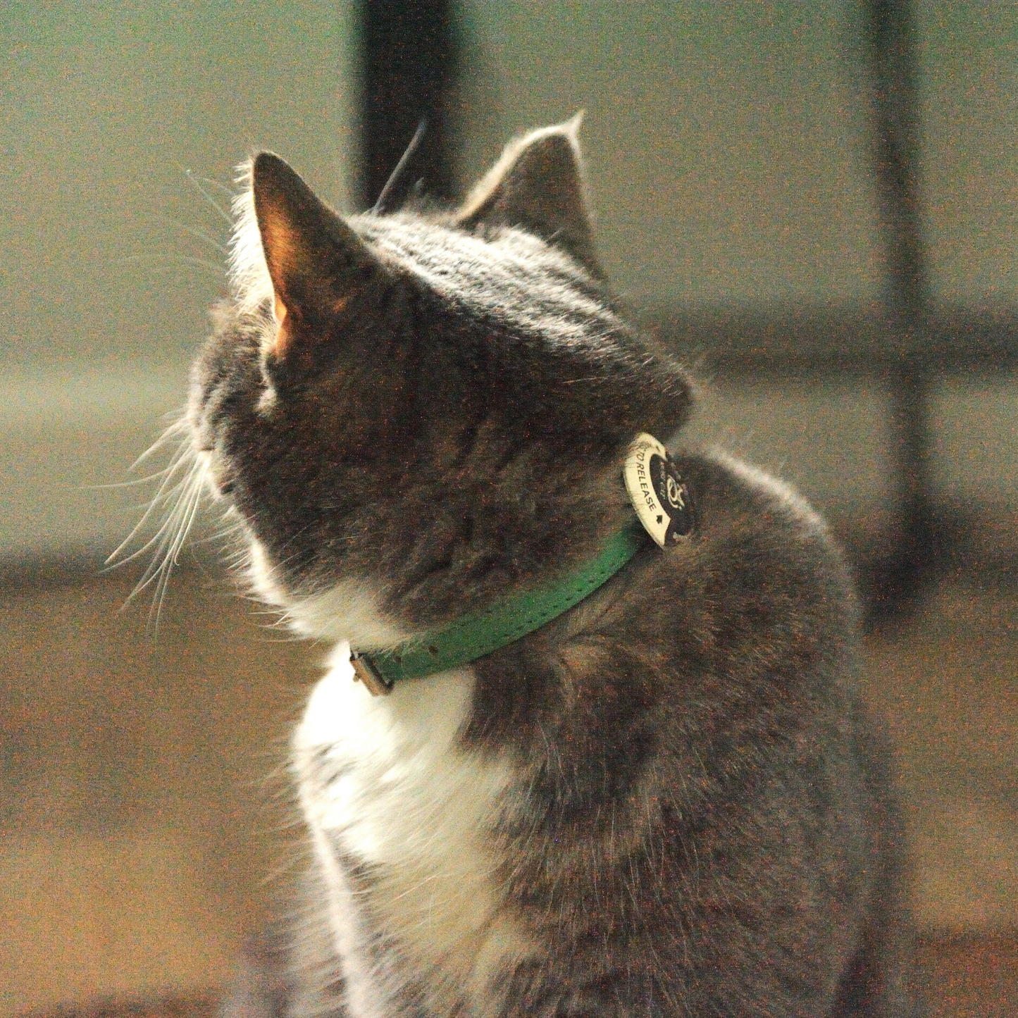 MoriCat Purrmone Calming Bundle