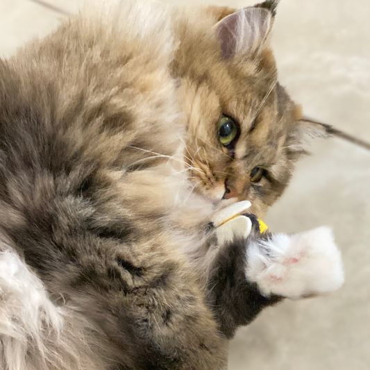 Handmade Bee-Shape Wool Cat Toy