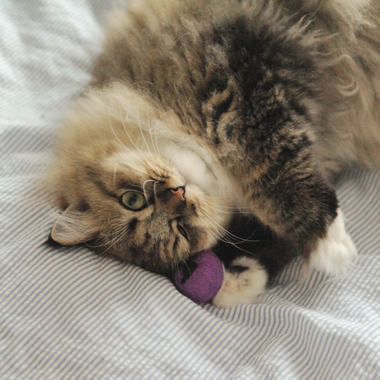 Handmade Wool Bat Cat Toy