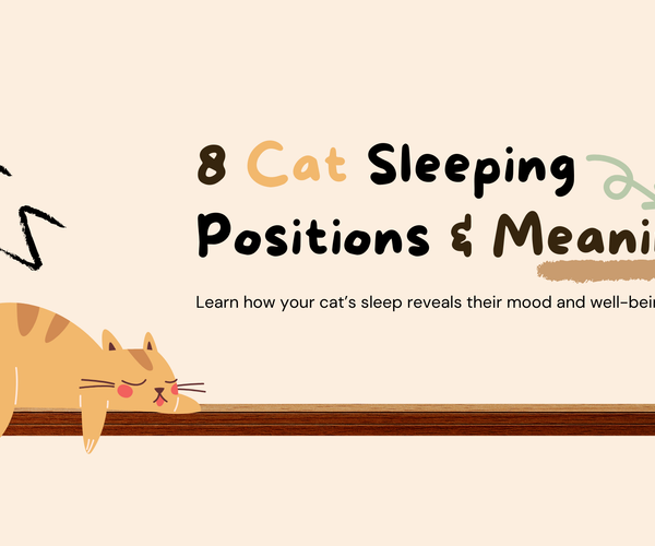 Discover What Your Cat’s Sleeping Position Tells You: 8 Common Types ...