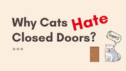 Unlocking the Mystery: 9 Reasons Why Cats Dislike Closed Doors