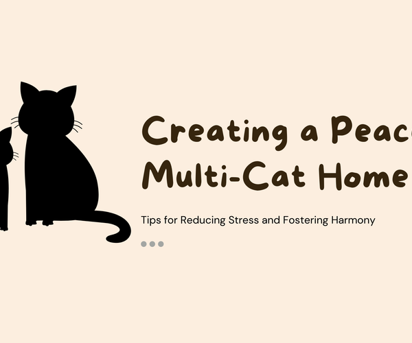 Multi Cat Program 6 Expert-Approved Tips for Raising a Happy Multicat Household – Mori Cat