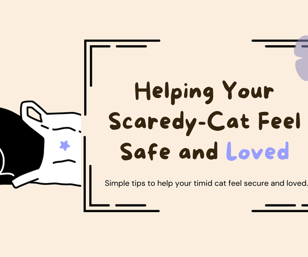 Is Your Cat Shy? Discover How to Build Their Confidence! – Mori Cat
