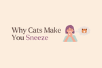 What Really Happens When You Sniff a Cat: The Science Behind Allergic Reactions