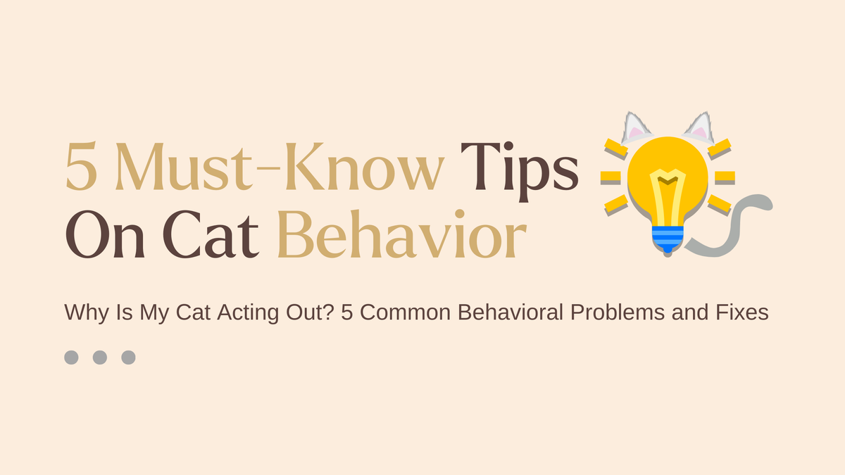 Why Is My Cat Acting Out? 5 Common Behavioral Problems and Fixes – Mori Cat