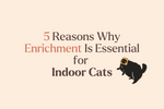 5 Reasons Why Cat Enrichment Is Essential for Indoor Cats
