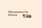 Kitten Comfort: How Pheromones Shape Early Development and Mother-Kitten Bonding
