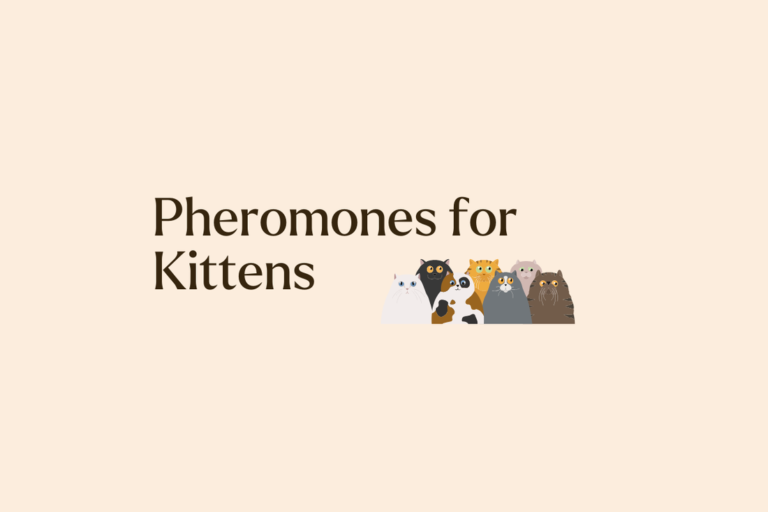Kitten Comfort: How Pheromones Shape Early Development and Mother-Kitten Bonding