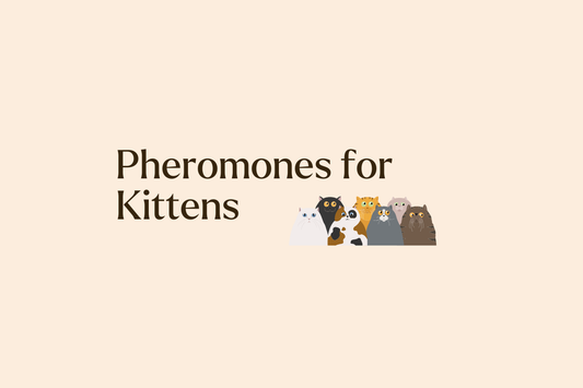 Kitten Comfort: How Pheromones Shape Early Development and Mother-Kitten Bonding