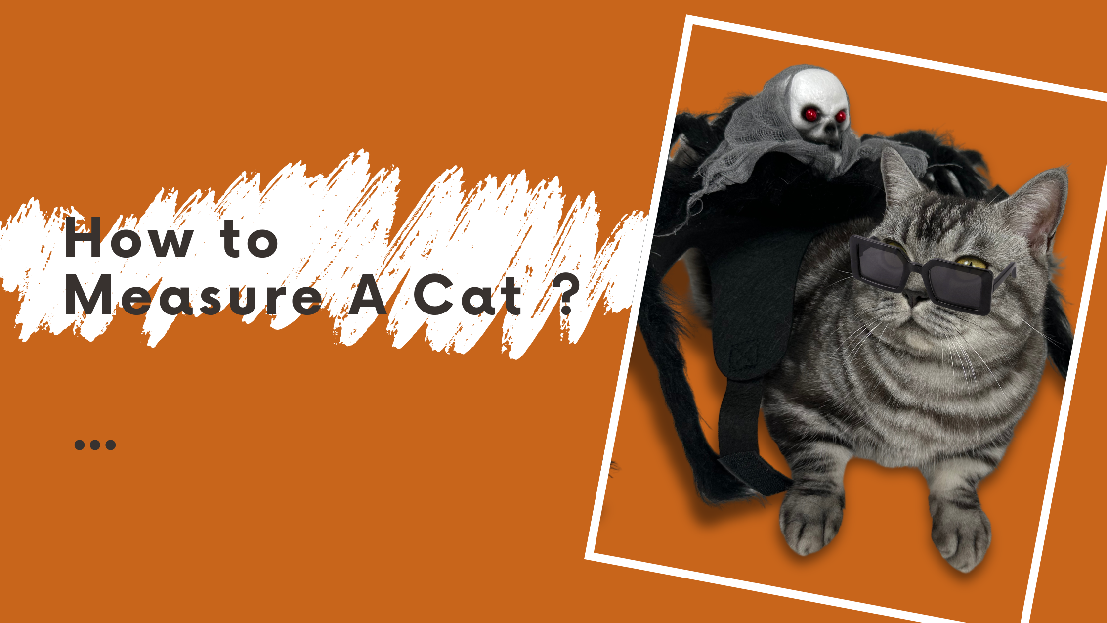 How to Measure Your Cat for the Perfect Costume: A Lab-Inspired Guide