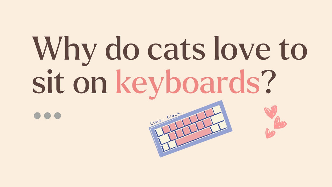 Why do cats love to sit on keyboards? 4 possible reasons