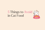 Why every cat parent needs to avoid these foods in their kitty’s diet