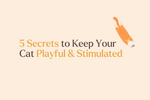 5 Secrets to Keep Your Cat Playful and Stimulated