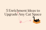 5 Enrichment Ideas to Upgrade Any Cat Space