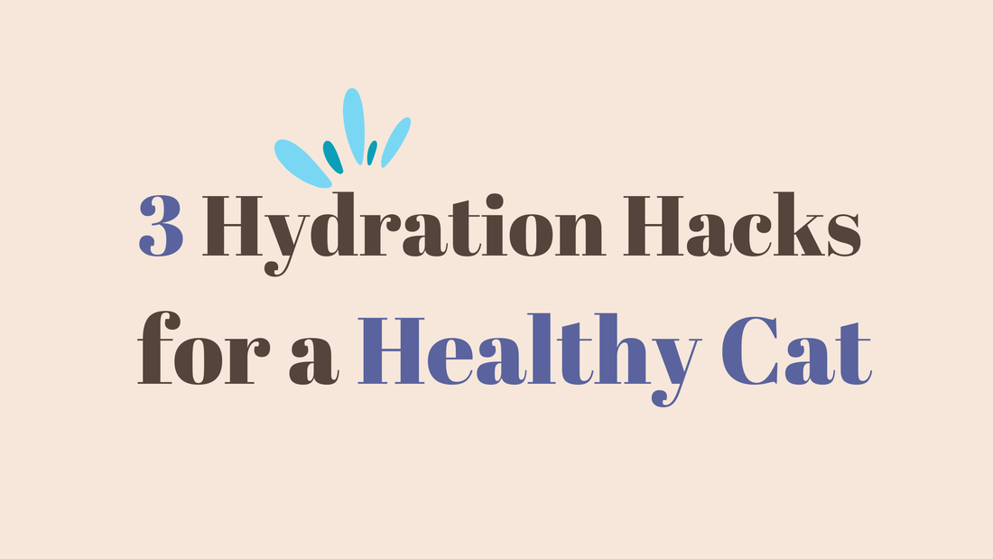 3 Hydration Hacks: How to get your cat to drink more water and eat healthy.
