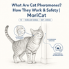 What Are Cat Pheromones? How They Work & Safety | MoriCat