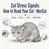 Cat Stress Signals: How to Read Your Cat | MoriCat
