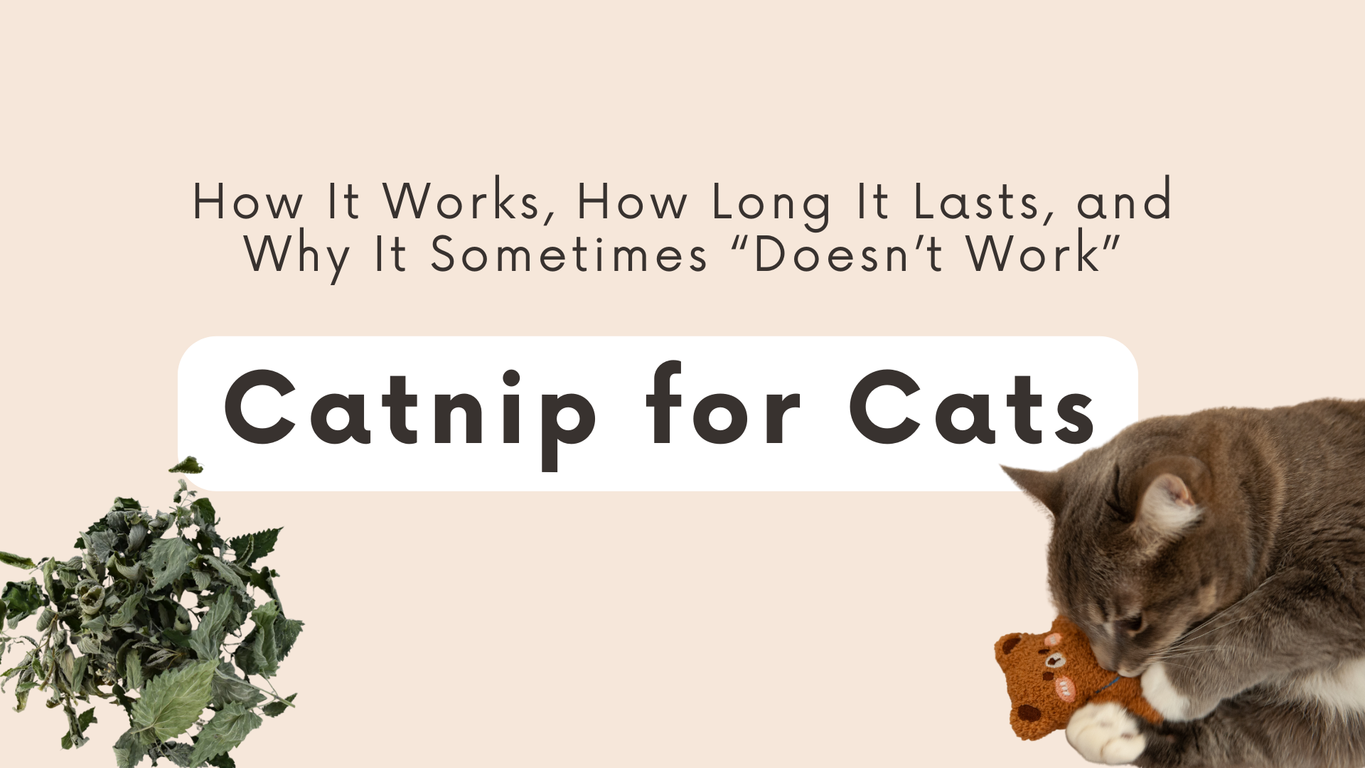 Catnip for Cats: How It Works, How Long It Lasts, and Why It Sometimes “Doesn’t Work”