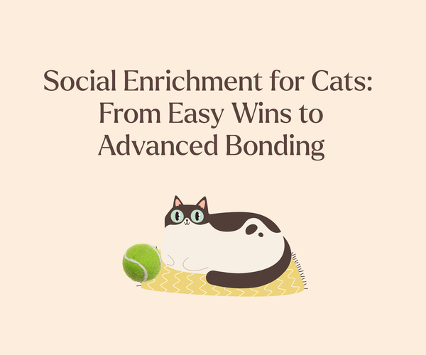 Social Enrichment for Cats: From Easy Wins to Advanced Bonding – Mori Cat