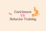 What’s the Difference Between Cat Enrichment and Behavior Training
