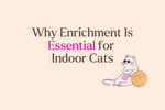 Why Enrichment Is Essential for Indoor Cats