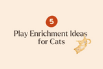 5 Fun Play Enrichment Ideas for Indoor Cats to Stay Active