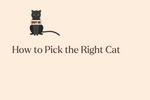 The Truth About Cat Personalities (And How to Choose Yours)