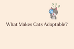 What Makes a Shelter Cat “Adoptable”?