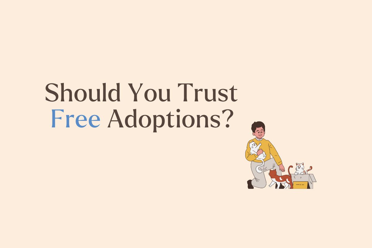 The Truth About Free Cat Adoptions: Are They Safe or Risky?