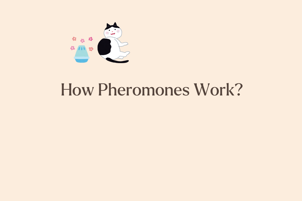 The Science Behind Cat Pheromones: How They Work