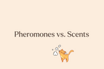 Pheromones vs. Scents: What’s the Difference and Why It Matters for Cats