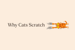 The Hidden Language of Scratching: What Your Cat Is Really Saying