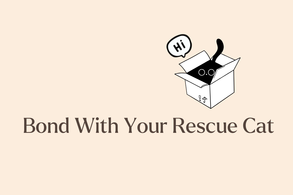 Cat Lovers: Here’s How to Build Trust With Your New Rescue Cat in 7 Days