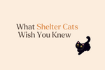 What Every Shelter Cat Wishes You Knew
