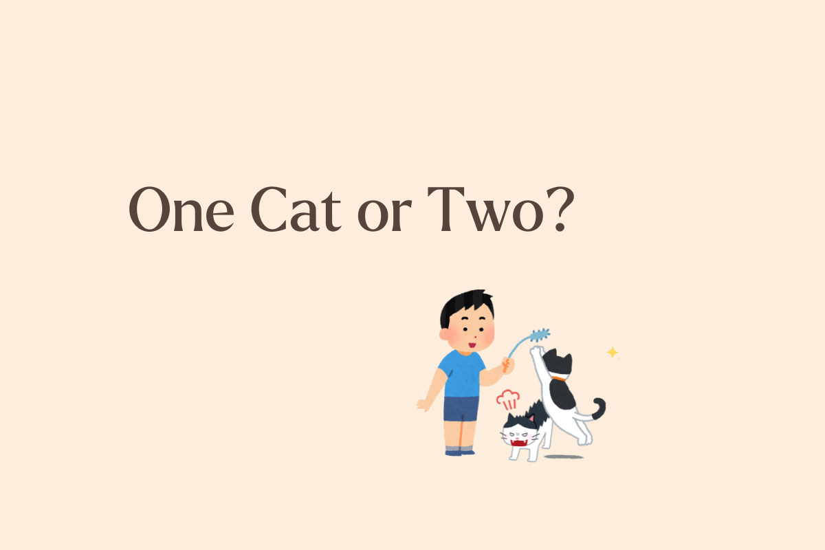 Should You Adopt One Cat or Two? The Pros and Cons Every Future Cat Parent Should Know