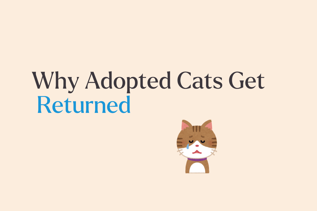 Returning a Cat Doesn’t Mean Failure; Here’s What the Data Says
