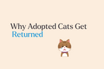 Returning a Cat Doesn’t Mean Failure; Here’s What the Data Says