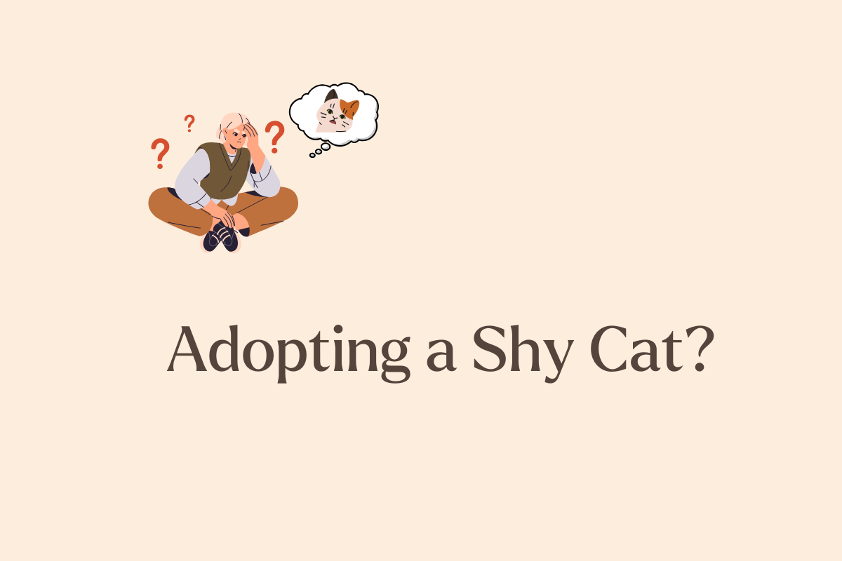 5 Things to Know Before Adopting a Shy Cat