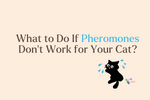 Are Some Cats Immune to Pheromones? What to Know When They Do Not Work