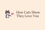 The Science Behind Cat-Human Bonds