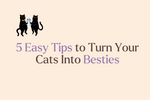 5 Easy Tips to Turn Your Cats Into Besties