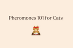 How Cat Pheromones Actually Work: A Simple Guide for Curious Owners